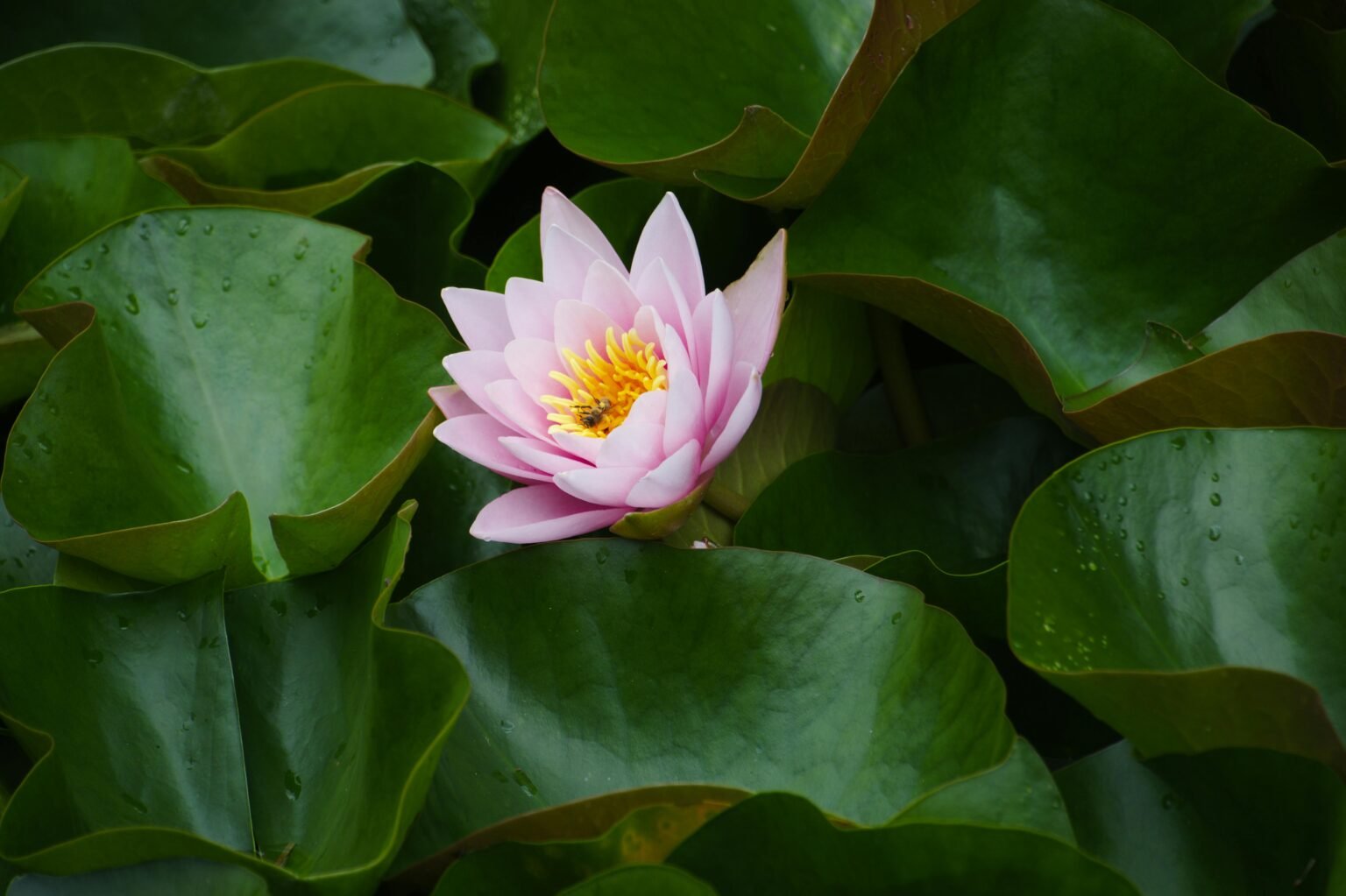 flower centered between leaves